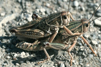 A mating pair of plains lubber grasshopper.