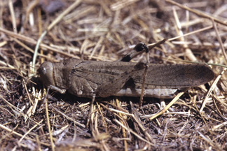 Grasshopper Control in Gardens and Small Acreages | Colorado State