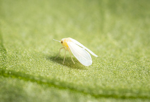 Greenhouse whitefly sitting on a green leaf