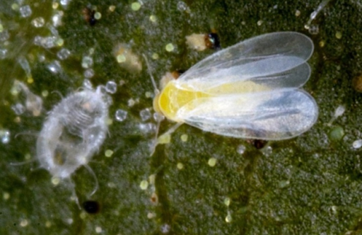 Nymph (left) and adult (right) of the greenhouse whitefly