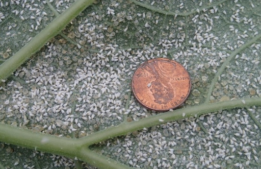 Infestation of greenhouse whiteflies on zucchini leaf with a penny for size comparison