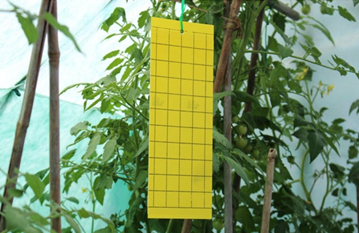Yellow sticky card hanging from a branch
