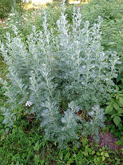 Xeriscaping: Ground Cover Plants | Colorado State University Extension