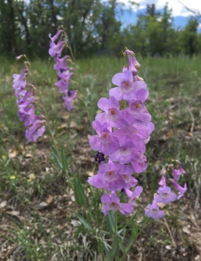 Penstemon secundiflorus, sidebells penstemon, growing wild in scrub oak woodland. 