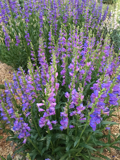 Penstemon strictus, the Rocky Mountain penstemon, growing in a field.