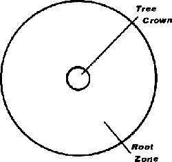 Illustration showing area root distribution vs. crown distribution.