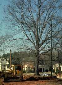 Root destruction, soil removal and soil compaction from construction equipment.