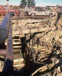 Trenching can severely injure a tree. Instead, auger under roots.