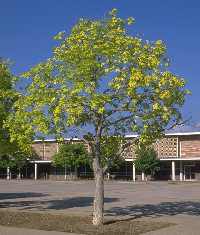 Yellow, chlorotic foliage from root disease