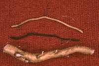 Image showing three roots, top to bottom: healthy feeder root, dead feeder root, and large, perennial root.