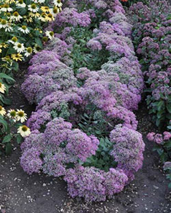 Sedum with purple blooms