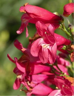 Penstemon blooming in red.