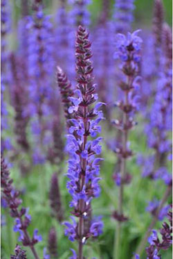 Salvia blooming in blue.