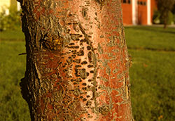 Asexual fruiting mats of Thyronectria canker pushing through bark lenticels of a honeylocust.