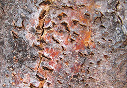 Asexual fruiting bodies of Thyronectria canker in bark cracks