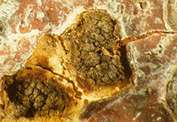 Thyronectria asexual fruiting bodies.