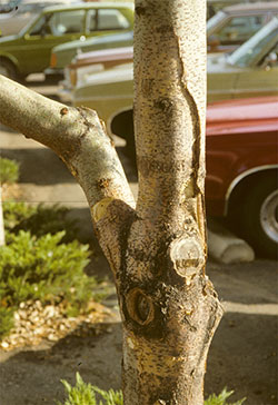 Black spot Nectria canker at branch junction.
