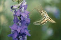 Whitelined sphinx, a common “hummingbird” moth.