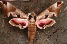 Achemon sphinx adult