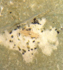 Thrips and associated damage