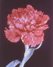 Thrips scarring of flowers