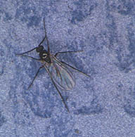 Fungus gnat adult