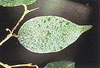 Honeydew produced by brown soft scale on a leaf