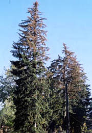 Top dieback of spruce from drought stress and ips attack. Tops of spruce shown drying out.