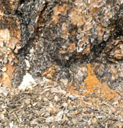 Boring dust at the base of a pine tree