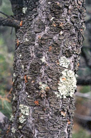 Ips confusus pitch tubes on infested pinyon pine trunk.