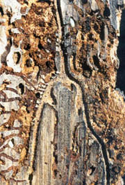 Ips pini egg galleries under bark of ponderosa pine trunk.