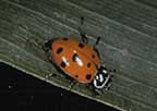 Convergent lady beetle.