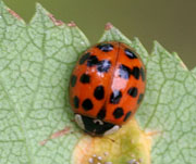 Multicolored Asian lady beetle.