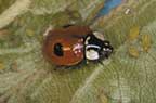 Two-spotted lady beetle.