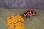 Pink lady beetle feeding on Colorado potato beetle eggs.
