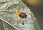 Two-spotted lady beetle with newly laid egg mass.