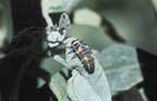 Convergent lady beetle larva.