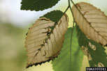 Discolorartion showing on leaves indicates elm leafminer injury