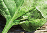 Spinach leafminer mine exposed from leaf mine