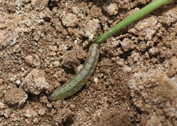 Army Cutworm with damaged seeding
