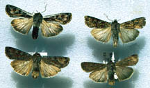 ARMY Cutworm moth showing variable patterning