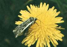 Miller moth feeding at a flower
