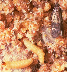 Indian meal moths cause problems on dried food products in the home. Adult and larvae shown