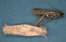 Casemaking clothes moths: adult and webbing