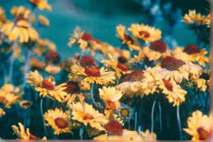 Gaillardia aristata (Blanket flower) in bloom