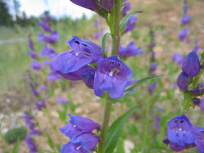 Penstemon strictus (Rocky Mountain penstemon) in bloom