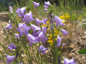 Campanula rotundifolia (Harebells) in bloom