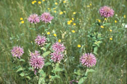 Monarda fistulosa (Bee balm) in bloom