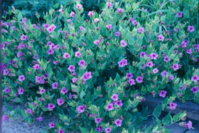 Mirabilis multiflora (Desert four o'clock) in bloom