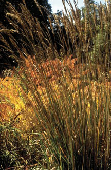 Indian grass (Sorghastrum nutans) shown in a garden setting